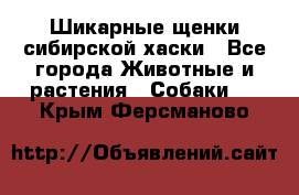 Шикарные щенки сибирской хаски - Все города Животные и растения » Собаки   . Крым,Ферсманово